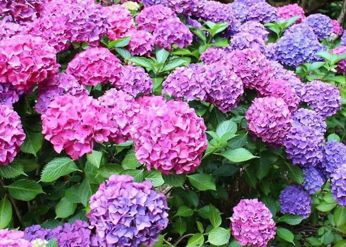 La Casita De Las Hortensias